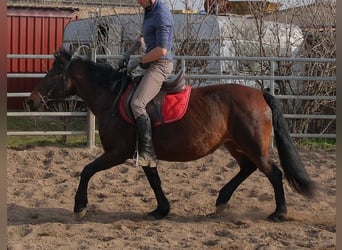Autres races, Jument, 5 Ans, 148 cm, Bai brun