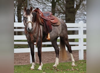 Autres races Croisé, Jument, 5 Ans, 150 cm, Gris (bai-dun)