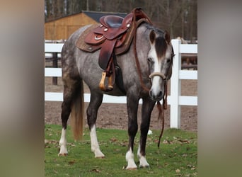 Autres races Croisé, Jument, 5 Ans, 150 cm, Gris (bai-dun)