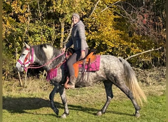 Autres races, Jument, 5 Ans, 150 cm, Gris pommelé
