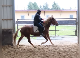 Autres races, Jument, 5 Ans, 152 cm, Alezan