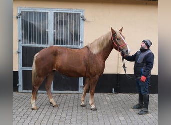 Autres races, Jument, 5 Ans, 152 cm, Alezan