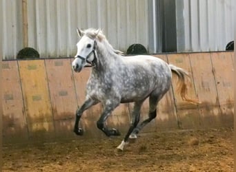 Autres races, Jument, 5 Ans, 152 cm, Gris pommelé