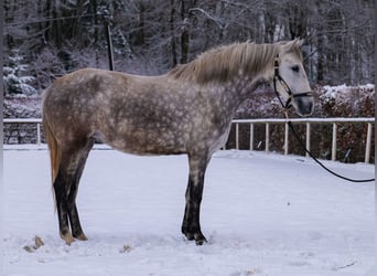 Autres races, Jument, 5 Ans, 152 cm, Gris pommelé