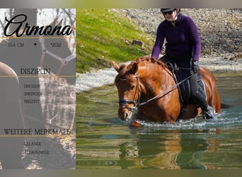 Autres races, Jument, 5 Ans, 154 cm, Alezan