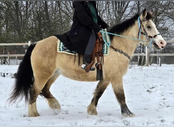 Autres races, Jument, 5 Ans, 154 cm