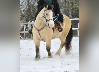 Autres races, Jument, 5 Ans, 154 cm, Isabelle