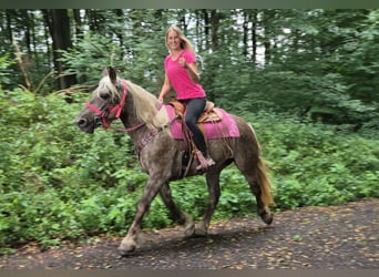 Autres races, Jument, 5 Ans, 155 cm, Alezan brûlé