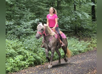 Autres races, Jument, 5 Ans, 155 cm, Alezan brûlé