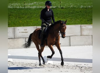 Autres races, Jument, 5 Ans, 155 cm, Bai