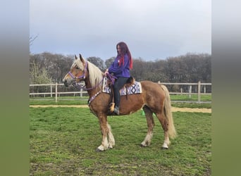 Autres races, Jument, 5 Ans, 156 cm, Alezan