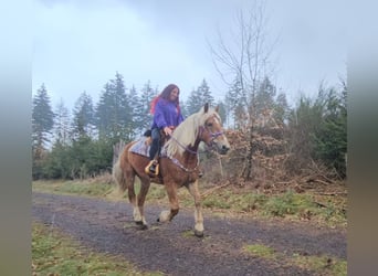 Autres races, Jument, 5 Ans, 156 cm, Alezan