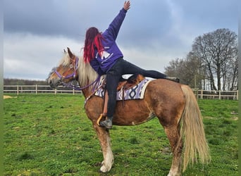 Autres races, Jument, 5 Ans, 156 cm, Alezan