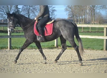 Autres races, Jument, 5 Ans, 156 cm