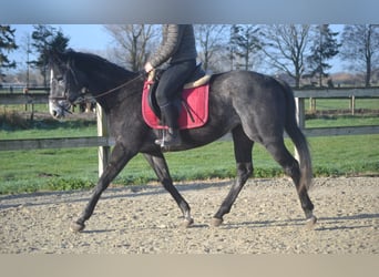 Autres races, Jument, 5 Ans, 156 cm