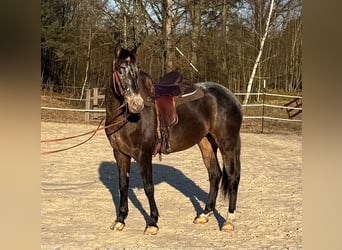 Autres races, Jument, 5 Ans, 156 cm