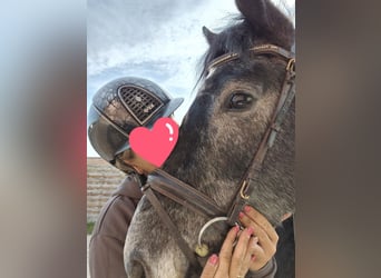 Autres races, Jument, 5 Ans, 156 cm, Gris