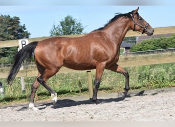 Autres races, Jument, 5 Ans, 158 cm, Bai cerise