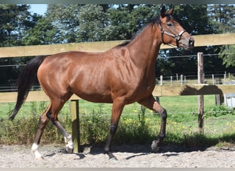 Autres races, Jument, 5 Ans, 158 cm, Bai cerise