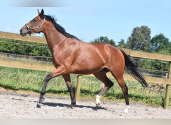 Autres races, Jument, 5 Ans, 158 cm, Bai cerise