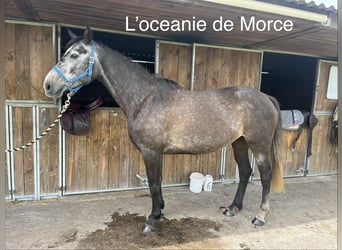 Autres races, Jument, 5 Ans, 160 cm, Gris