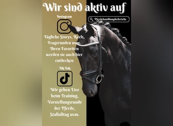 Autres races, Jument, 5 Ans, 160 cm, Noir