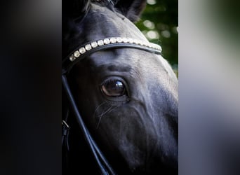 Autres races, Jument, 5 Ans, 160 cm, Noir