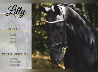 Autres races, Jument, 5 Ans, 160 cm, Noir