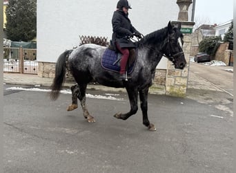 Autres races, Jument, 5 Ans, 160 cm, Rouan bleu