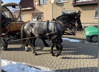 Autres races, Jument, 5 Ans, 160 cm, Rouan bleu