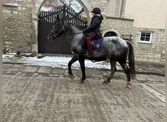 Autres races, Jument, 5 Ans, 160 cm, Rouan bleu