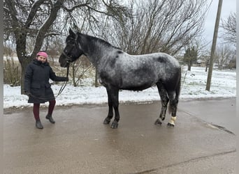 Autres races, Jument, 5 Ans, 160 cm, Rouan bleu