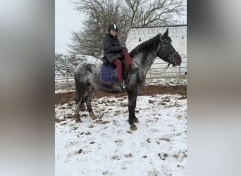 Autres races, Jument, 5 Ans, 160 cm, Rouan bleu