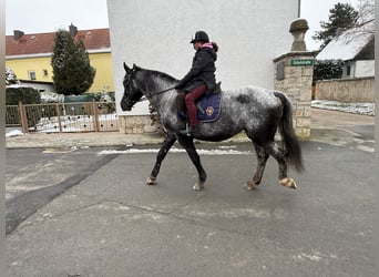 Autres races, Jument, 5 Ans, 160 cm, Rouan bleu