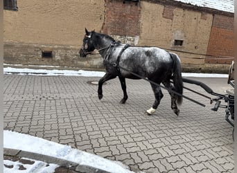 Autres races, Jument, 5 Ans, 160 cm, Rouan bleu