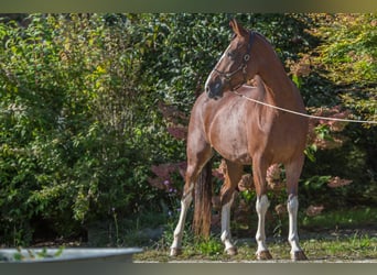 Autres races, Jument, 5 Ans, 161 cm, Sabino