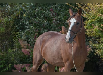 Autres races, Jument, 5 Ans, 161 cm, Sabino