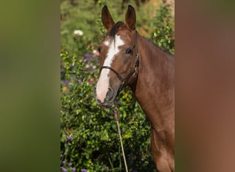 Autres races, Jument, 5 Ans, 161 cm, Sabino