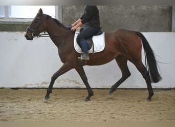 Autres races, Jument, 5 Ans, 162 cm, Bai brun