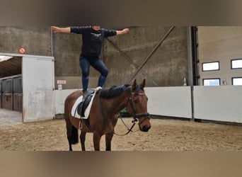 Autres races, Jument, 5 Ans, 162 cm, Bai