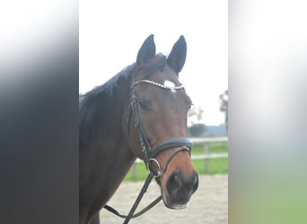 Autres races, Jument, 5 Ans, 163 cm, Bai brun