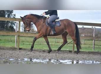 Autres races, Jument, 5 Ans, 163 cm, Bai