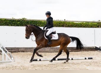 Autres races, Jument, 5 Ans, 163 cm, Bai