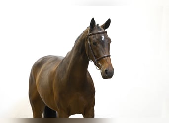 Autres races, Jument, 5 Ans, 163 cm, Bai