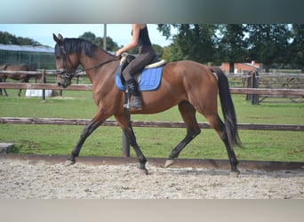 Autres races, Jument, 5 Ans, 165 cm, Bai