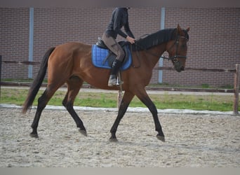 Autres races, Jument, 5 Ans, 165 cm, Bai