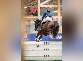 Autres races, Jument, 5 Ans, 170 cm, Alezan brûlé