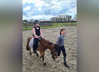 Autres races, Jument, 6 Ans, 115 cm, Bai cerise