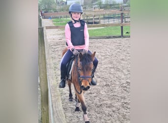 Autres races, Jument, 6 Ans, 115 cm, Bai cerise