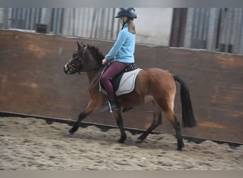 Autres races, Jument, 6 Ans, 115 cm, Bai cerise